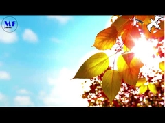 ปะกุม 1 โคมไฟฟ้าแสงอาทิตย์