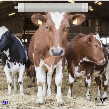 LED Tri-Proof Light Anti-Ammonia สีขาว Ik10 IP69K 0~10V Dim CCT Power ปรับได้ 170lm/W 1.6m สําหรับวัวประจําวัน แกะฟาร์ม